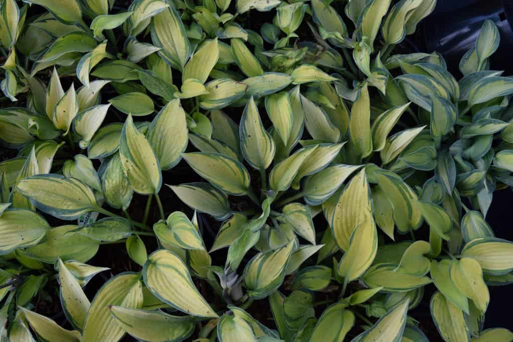 Hosta 'June' <span class="hidden specialOffer"></span> ---